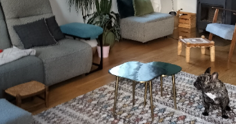 francoise dog sitter à STE ANNE SUR GERVONDE 38440_1