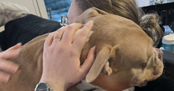 susie pet sitter à AIX LES BAINS 73100_0