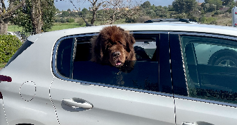 joel dog sitter à PINET 34850_6