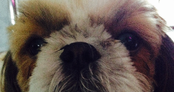 sandra pet sitter à AMANVILLERS 57865_0