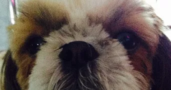 sandra pet sitter à AMANVILLERS 57865