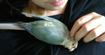 caroline pet sitter à BOIS GUILLAUME 76230_3