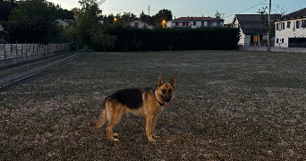 charlotte pet sitter à ISSOIRE 63500_1