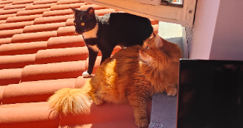 sophie pet sitter à RAMONVILLE ST AGNE 31520_3