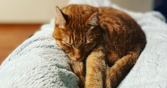 morgiana pet sitter à DIJON 21000_1