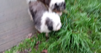 caroline pet sitter à LORIENT 56100_0
