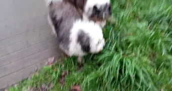 caroline pet sitter à LORIENT 56100