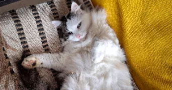maeva pet sitter à ST SEBASTIEN SUR LOIRE 44230