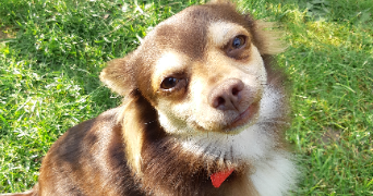 judith pet sitter à NOISEAU 94880_0