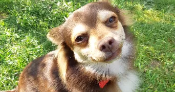 judith pet sitter à NOISEAU 94880