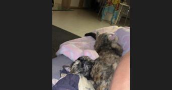 melanie pet sitter à PACY SUR ARMANCON 89160_3