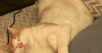 karine pet sitter à PARIS 15 75015_2