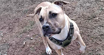 kessy pet sitter à MOUGINS 06250_3