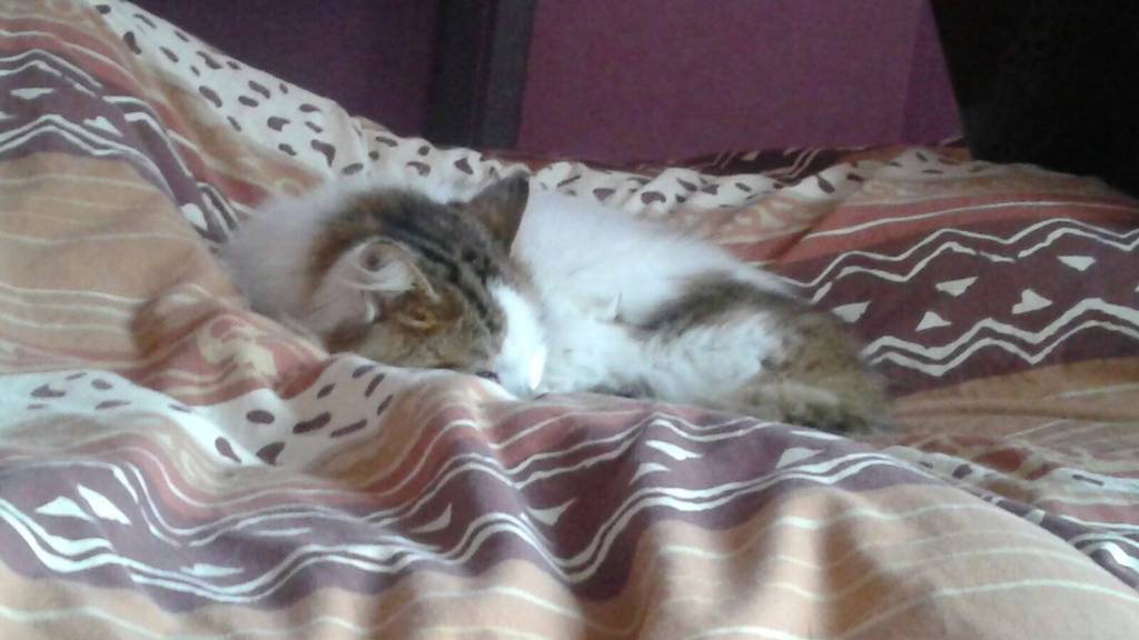 elsa pet sitter à Chevreuse 78460_1
