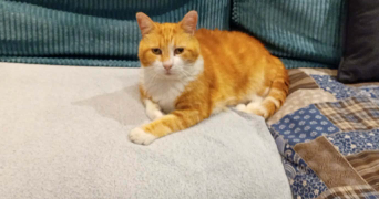 valérie cat sitter à HAZEBROUCK 59190_4