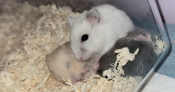 cloé pet sitter à GIVET 08600_1