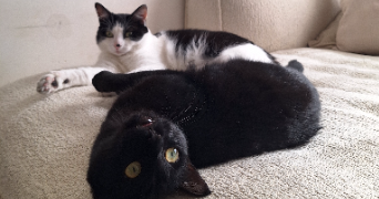 nolène pet sitter à CHATEAUNEUF SUR LOIRE 45110_7