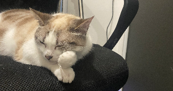 laura pet sitter à Fâches-Thumesnil 59155_5