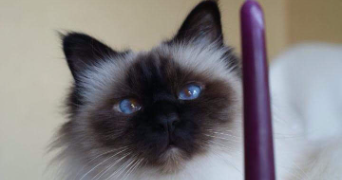 beata cat sitter à LE VESINET 78110_2