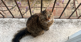 fanny pet sitter à MENVILLE 31530_1