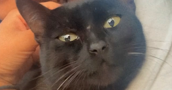 paradis pet sitter à DAGNEUX 01120_2