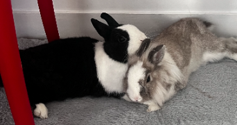 lucie pet sitter à COURBEVOIE 92400_1