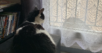 anaïs pet sitter à EAUBONNE 95600_5