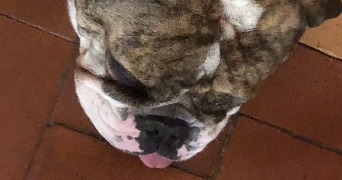 rose pet sitter à ROUEN 76000_2