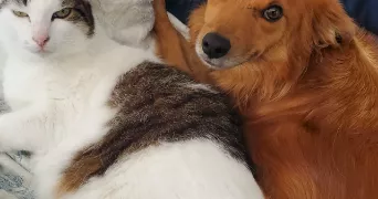 florence pet sitter à JOUX 69170