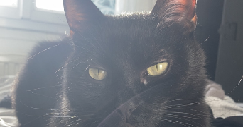 faustine pet sitter à LYON 03 69003_3