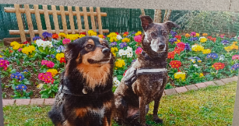 catherine pet sitter à SARTROUVILLE 78500_0