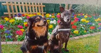 catherine pet sitter à SARTROUVILLE 78500