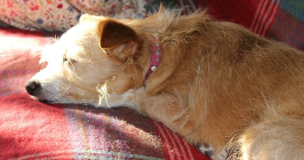 Virginie pet sitter à Chaillé-sous-les-Ormeaux 85310_7