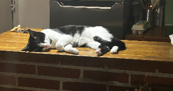 léa pet sitter à HYERES 83400_2
