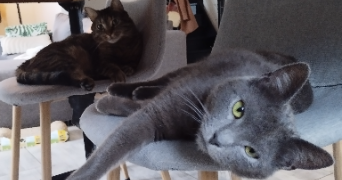 kathline pet sitter à LINTOT LES BOIS 76590_3