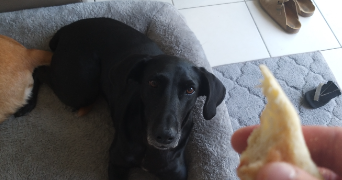 florian pet sitter à MERIGNAC 33700_2