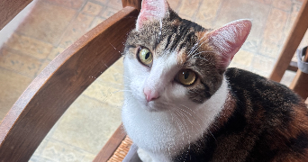 axelle pet sitter à PARIS 15 75015_1