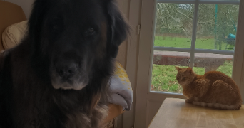 ambre pet sitter à BORDEAUX 33100_2