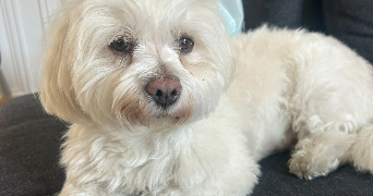 inès pet sitter à PARIS 17 75017_4