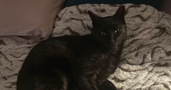 victoria pet sitter à LEVALLOIS PERRET 92300_2