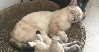 alexandra pet sitter à LIMOGES 87000_1