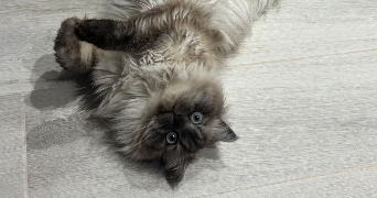 melyssa pet sitter à TOULOUSE 31000_5