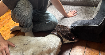 chloé pet sitter à PARIS 15 75015_13