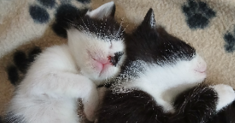 lisa pet sitter à Nevers 58000_4