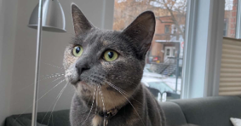 vadim pet sitter à SANARY SUR MER 83110_2
