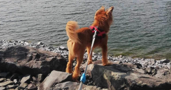loisa pet sitter à CHAMBLEY BUSSIERES 54890_1