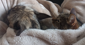 alice pet sitter à ST EGREVE 38120_5