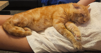 lya pet sitter à MAGNIEU 01300_1