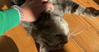 lola pet sitter à BORDEAUX 33800_2