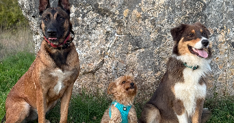 lara pet sitter à FIGEAC 46100_3